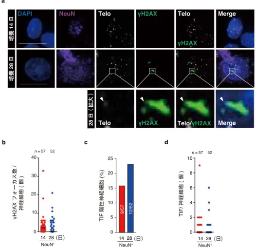 図 3-11.  初代培養海馬神経細胞は低頻度に TIF 陽性を示す  3-3-4  初代培養神経細胞における蛋白質恒常性の経日的観察     機能的なプロテオームを保持することは細胞機能に不可⽋であり、その均衡性(または蛋 ⽩質恒常性)は蛋⽩質の合成、⾼次構造形成、分解といった全代謝段階で厳密に制御される (Hipp MS et al., 2019)。加齢による蛋⽩質恒常性の破綻は、アミロイド沈着をはじめとする 種々の病原性蛋⽩質の凝集体の蓄積を招き、⽣理的または病的な脳⽼化をきたすことが知 られている(
