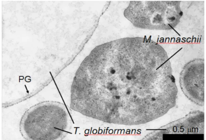 Figure 1: 共培養・定常期における T. globiformans と M. jan-