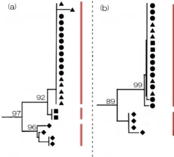 図 1   Melampsora 属菌の D1 / D2 領域系統樹 (a) と ITS 領 域系統樹 (b) の一部抜粋模式図
