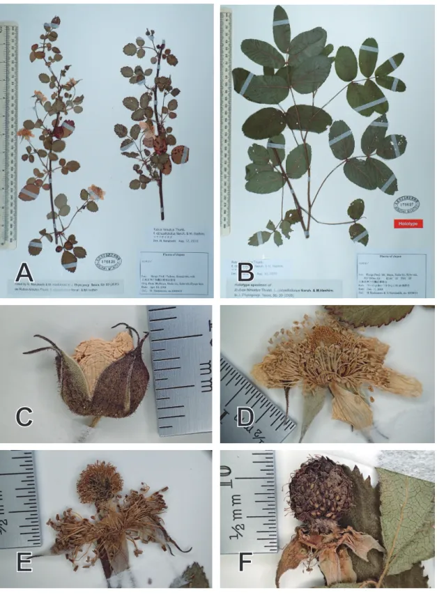 Fig. 3. Rubus hirsutus. f. obtusifoliolatus. A-B: Specimen; C: Bud just before flowering; D: 