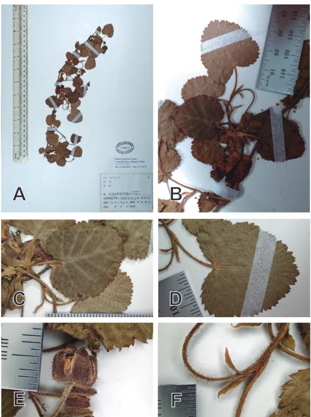 Fig. 5. Rubus idaeus (Norikurensis type). A-B: Specimen; C: Flowering; D: Immediately  after flowering; E: Fruit; F: Stipule
