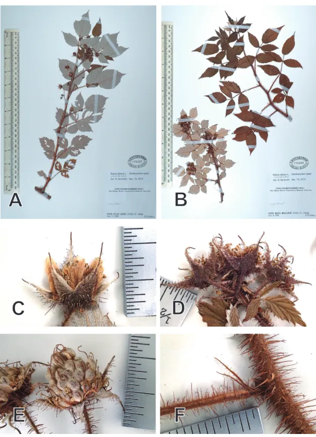 Fig. 5. Rubus idaeus (Norikurensis type). A-B: Specimen; C: Flowering; D: Immediately  after flowering; E: Fruit; F: Stipule