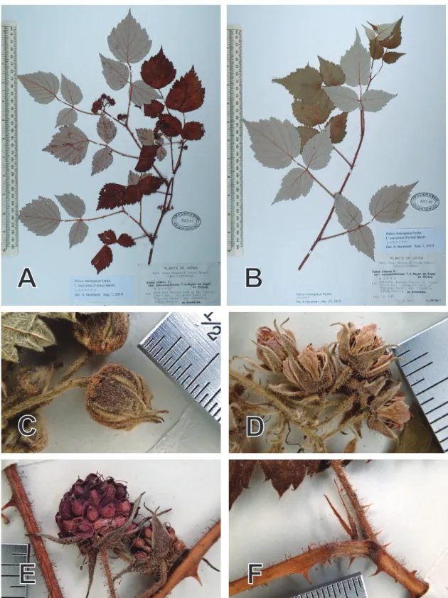 Fig. 7. Rubus microphyllus f. miyakei. A-B: Specimen; C-E: Fruit; F: Stipule. 
