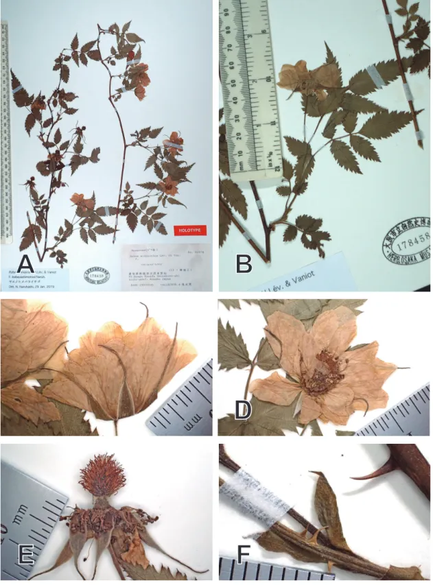 Fig.  ９.  Rubus  minusculus  var. hongnoensis. A-B: Specimen; C: Flower just before  flowering; D: Flower; E: Flower back; F: Stipule