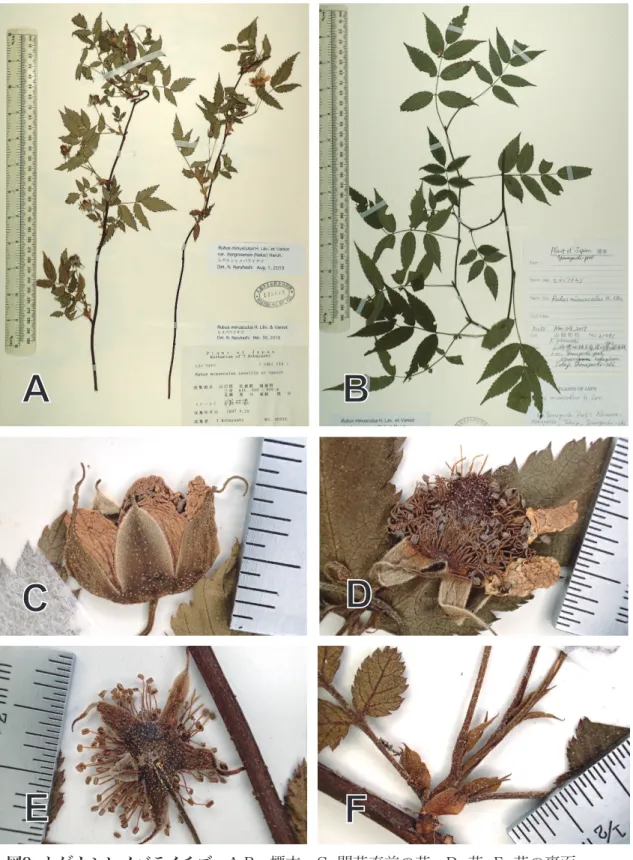 Fig.  ９.  Rubus  minusculus  var. hongnoensis. A-B: Specimen; C: Flower just before  flowering; D: Flower; E: Flower back; F: Stipule