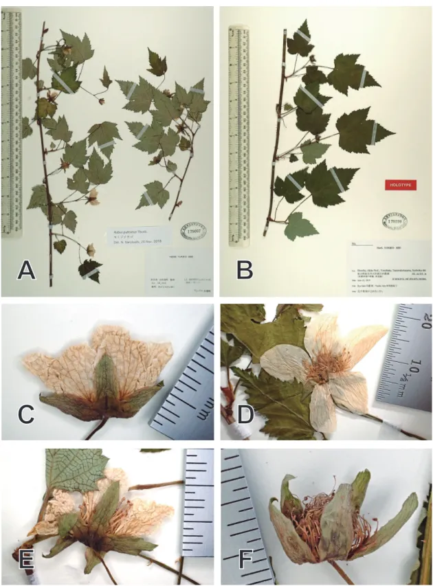 Fig. 11. Rubus parvifolius f. enomotoi.  A: Specimen; B: Enlargement of a part of specimen; 