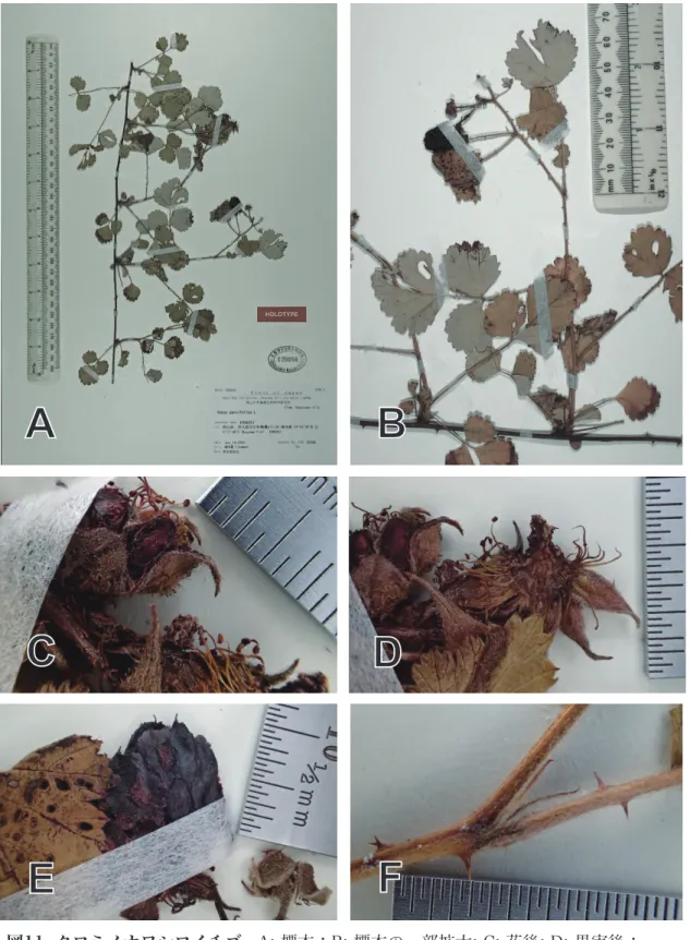 Fig. 11. Rubus parvifolius f. enomotoi.  A: Specimen; B: Enlargement of a part of specimen; 