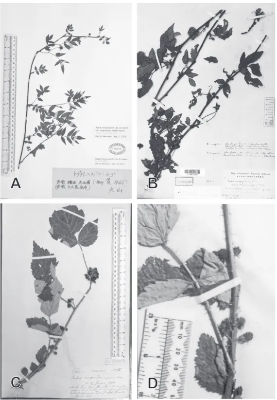 Fig. 1. Specimens of Rubus minusculus var. hongnoensis and R. mesogaeus f. oxycomus. A: Specimen of R
