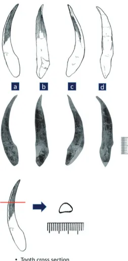 Fig. 8. A liberation tooth with ornamental ridges and its cross section. 