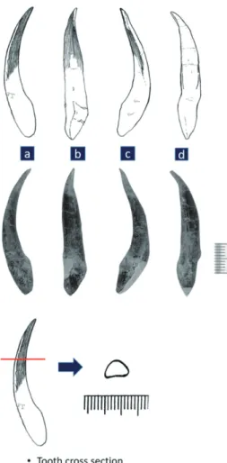 Fig. 8. A liberation tooth with ornamental ridges and its cross section. 