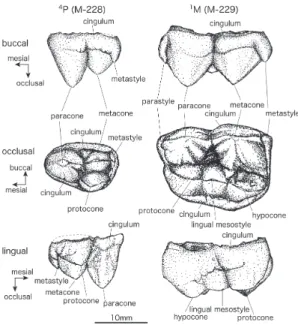 Fig. 1. Upper fourth premolar  （M-228）  and upper first molar  （M-229）
