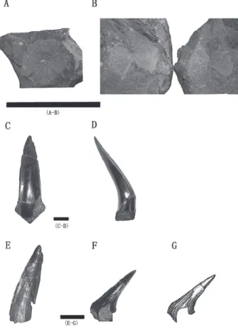 Fig. 7. Centra and teeth of Elasmobranchii indet. and  Elasmobranchii? A-B: Elasmobranchii indet., centra