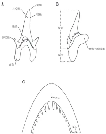 Fig. 4. Tooth terminology of elasmobranchii.