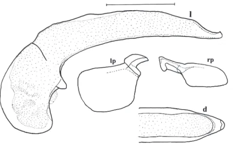 Fig. 5. Aedeagus of Coleolissus 