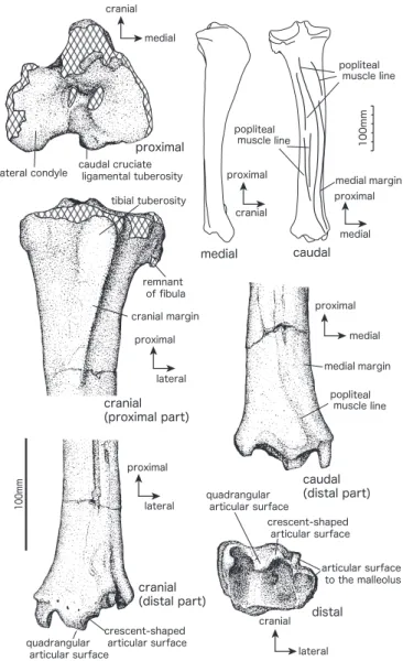 Fig. 15. Tibia of Sinomegaceros yabei from Kumaishi-do Cave  （QV-4066: right Tibia）