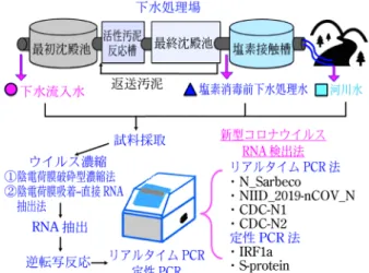 図 2 著者らの論文 4) における試料採取と新型コロナウイルス の分析手順 図 3 ウイルス濃縮法のろ過作業の様子 図 4 リアルタイム PCR 法の試薬調整作業の様子 アガロースゲル電気泳動に供し，目的産物の生成を確認 した。 4･3 分析結果 各試料に対し，2 種類のウイルス濃縮法と 6 種類の PCR 法の組み合わせによる 12 種類の検出法（3 月 17日に採取した下水は陰電荷膜破砕型濃縮法による6種類のみ）を適用した結果，4月14日に採取した塩素消毒前下水処理水1試料から2400遺伝子コピー/L