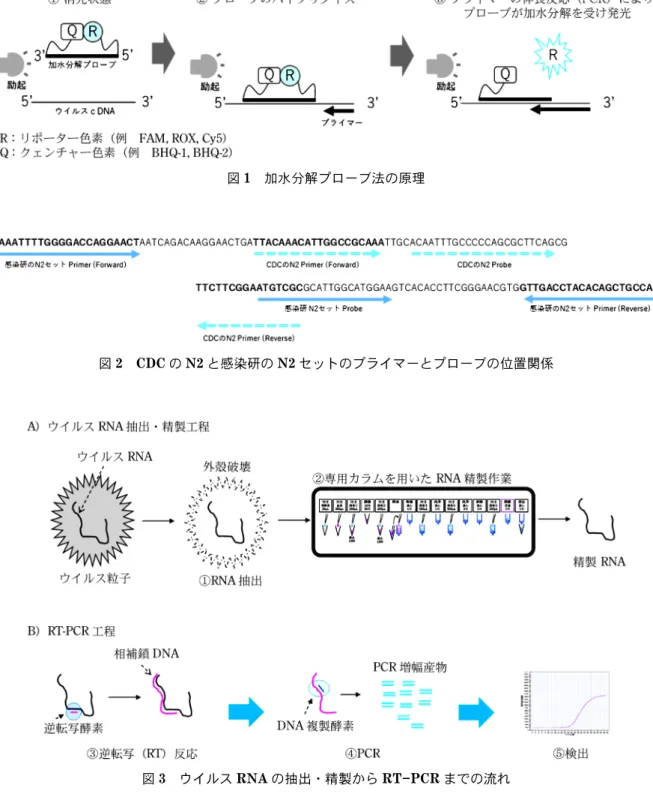 図 1 加水分解プローブ法の原理 図 2 CDC の N2 と感染研の N2 セットのプライマーとプローブの位置関係 図 3 ウイルス RNA の抽出・精製から RT PCR までの流れ が確認されたものを陽性と判定することとなっている。 次に，感染研法と検体直接 PCR 法の違いについて述 べる。まず，両手法間では，ターゲットとなる増幅箇所 が異なっている。感染研法では，N セットと N2 セット と呼ばれる新型コロナウイルス特異的な 2 か所の配列 を増幅して検出する。一方で検体直接 PCR 法は，弊