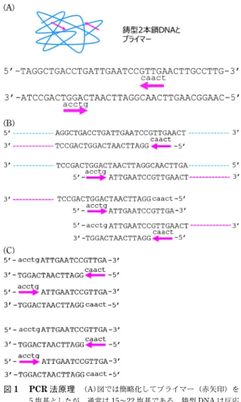 図 1 PCR 法原理 (A)図では簡略化してプライマー（赤矢印）を 5 塩基としたが，通常は 15～22 塩基である。鋳型 DNA は反応 系が 95 °C になると 2 本鎖 DNA 状態から 1 本鎖になり，特異 的な塩基配列を持つプライマーが結合できる状態となる。プラ イマーは反応系が 55 °C に低下する間に特異的な場所に結合す る。 (B)プライマーからの DNA 合成は 5′ から 3′ の方向に行われる。 (C)PCR サイクルを繰り返すことでプライマーに挟まれた領域 が増幅する。 表 4