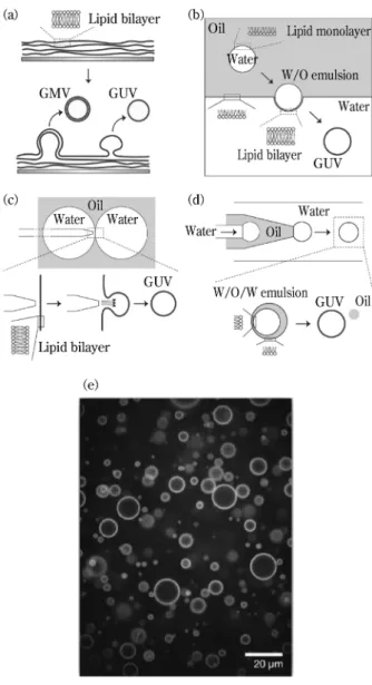 図 1 GV 調製法の模式図（ ａ 薄膜膨潤法， ｂ エマルション テンプレート法，ｃ ジェッティング法，ｄ ダブルエマ ルションテンプレート法），および，蛍光色素で染色し た GV の蛍光顕微鏡像 ｅ （薄膜膨潤法による調製） 。 表 1 GV の調製法とハンドリングの利点・欠点 方 法 原理・特徴 利 点 欠 点 参考文献 ◯１ 薄膜膨潤法 有機溶剤に溶かしたリン脂質を容器に入 れ，有機溶剤を揮発させ，脂質フィルム を容器底に形成させた後，フィルムを水 和膨潤させ，自発的に GV を調製 操作