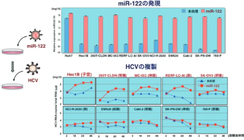 図 1　miR-122 発現による非肝臓細胞での HCV ゲノムの複製増強