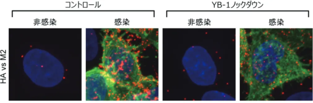 図 5  PLA 法によるウイルス粒子形成場の検出