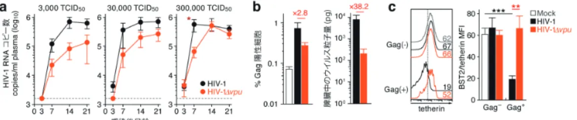 図 4  生体内 HIV-1 複製における Vpu-tetherin の相克