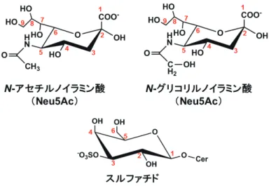 図 1  IAV が結合する糖鎖の末端シアル酸（ Neu5Ac ， Neu5Gc ），スルファチドの構造 赤字の数字は糖の炭素原子の位置番号を示す．