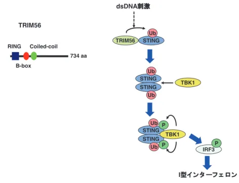 図 2  TRIM56 による STING の制御