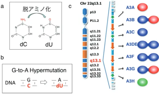 図 1   (a)APOBEC3 ファミリーはシチジンデアミナーゼ（b）G-to-A Hypermutation を誘導する（c）ヒトでは， 22 番染色体に７種（A, B,  C, DE, F, G, H）がコードされている．単一ドメインあるいはダブルドメイン構造をもち，分子遺伝学的に３タイプ Z1 （赤）, Z2 （青） ,  Z3 （緑）に分類され，Z1 タイプは酵素活性が高い傾向が強い .