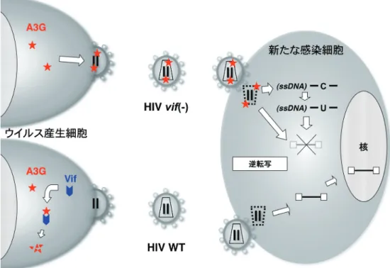 図 2  ウイルス産生細胞内に発現する A3G は， vif 欠損 HIV ( vif  (-) HIV) 粒子内（コア内）に取込まれ，新たに感染した細胞中で始まる 逆転写あるいはそれ以降の過程を抑制する．一方，野生型 HIV （WT HIV）では，Vif  が発現され，ユビキチン・プロテアソーム 系を介して特異的に分解される．