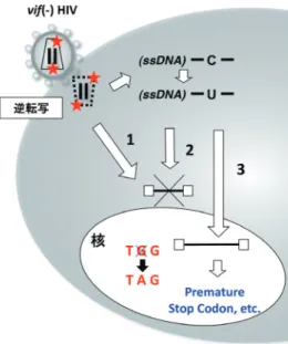 図 4   A3G  の抗 HIV 作用機序として，１）酵素活性非依存的な機序（逆転写伸長反応の抑制），２）酵素活性依存的に逆転写中間産