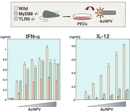 図 4  MyD88 及び TLR9 遺伝子欠損マウス由来マクロファージ細胞におけるバキュロウイルスによるサイトカイン産生