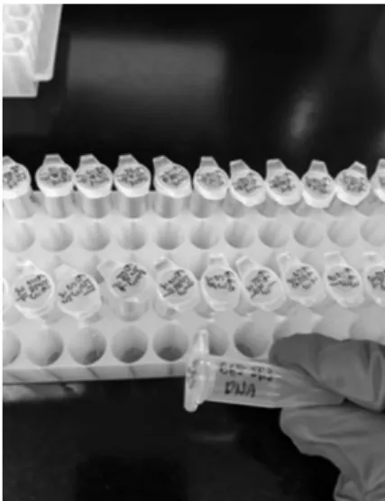 図 6 図書館の中に設置されていた睡眠ポッド 図 7 腸内細菌 DNA の抽出学内の雰囲気は明るく穏やかで，アメリカではどこでもそうなのかもしれませんが多様な人種の学生 が自由に学問やスポーツに打ち込んでいるような印 象を受けました．一つ意外だったのは，アメリカの 大学生は例えば朝一番で図書館の前に行列を作っ て，夜遅くまでガツガツと勉強しているようなイ メージがあったのですが，今回の私の観測範囲では あまりそのような風景は観察されませんでした．大 学自体土日は空いておらず，研究室に入るにも ID を持って