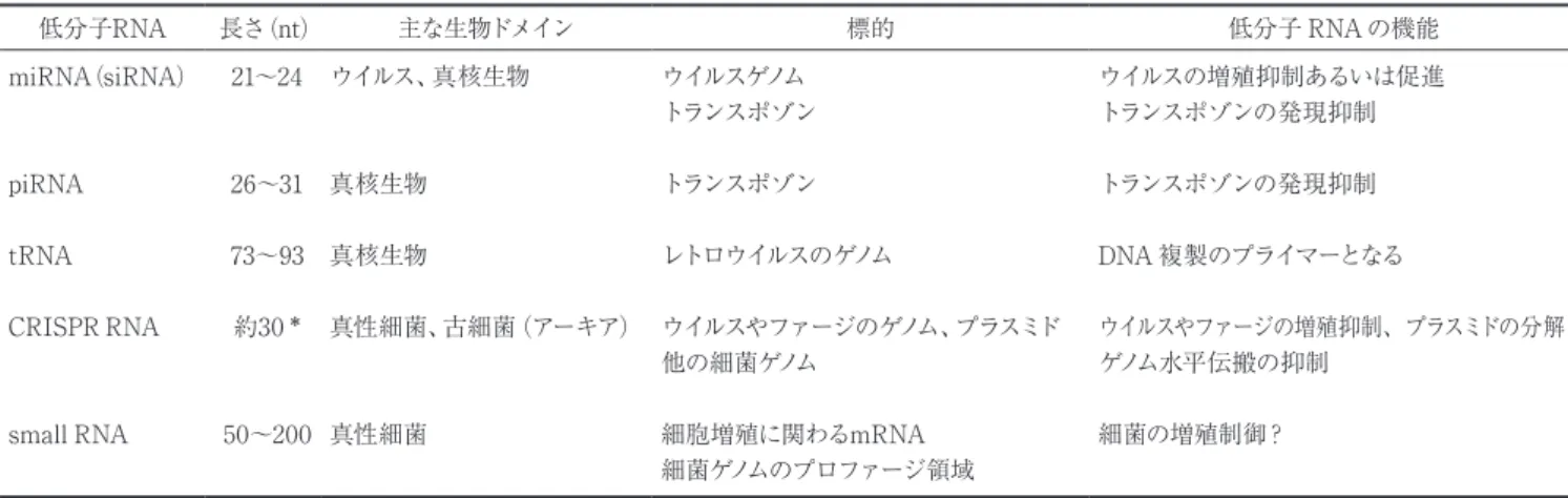 図 1  miRNA の発現，プロセシングと標的となるウイルス RNA 分解の模式図．