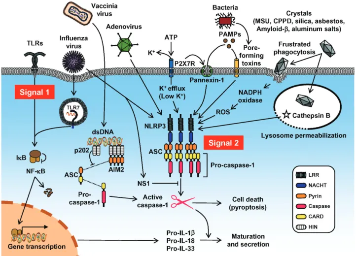 図 1 NLRP3 インフラマゾームの活性化と炎症誘発性サイトカインのプロセシング  Caspase-1 は炎症性サイトカインのプロセシングと分泌，さらに細胞死を制御する．Caspase-1 の活性化には少なくとも 2 つの ステップが必要である．TLRs からの刺激（シグナル 1）は，NF-kB  を活性化して炎症誘発性サイトカインの前駆体（pro-IL-1 β/-18/-33）の転写・翻訳を誘導する．もうひとつのステップはインフラマゾームによる caspase-1 の活性化である．NLRP3 インフラマ
