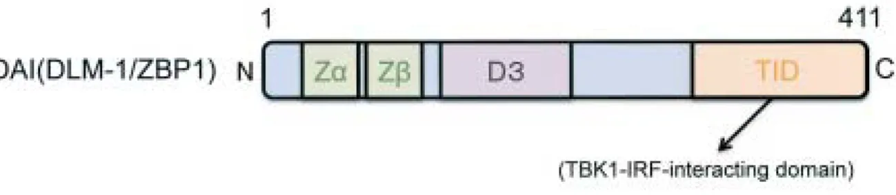 図 1c ：マウス DAI（DLM-1/ZBP1）遺伝子のプロモーター領域
