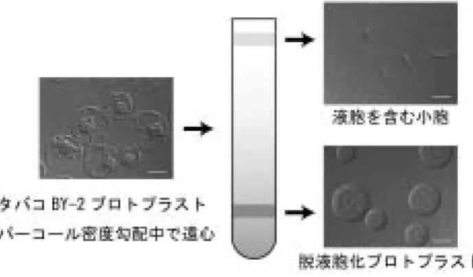 図 2 タバコ BY-2  培養細胞由来プロトプラストの脱液胞化．