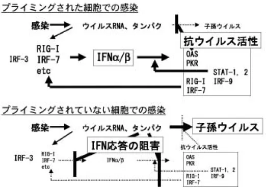 図 3 ウイルス増殖に対する IFN によるプライミング効果
