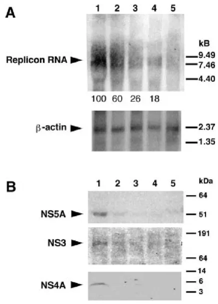 図 3 siRNA331 の HCV レプリコン RNA, 非構造タンパクへの発現抑制効果（文献 5 から転載）