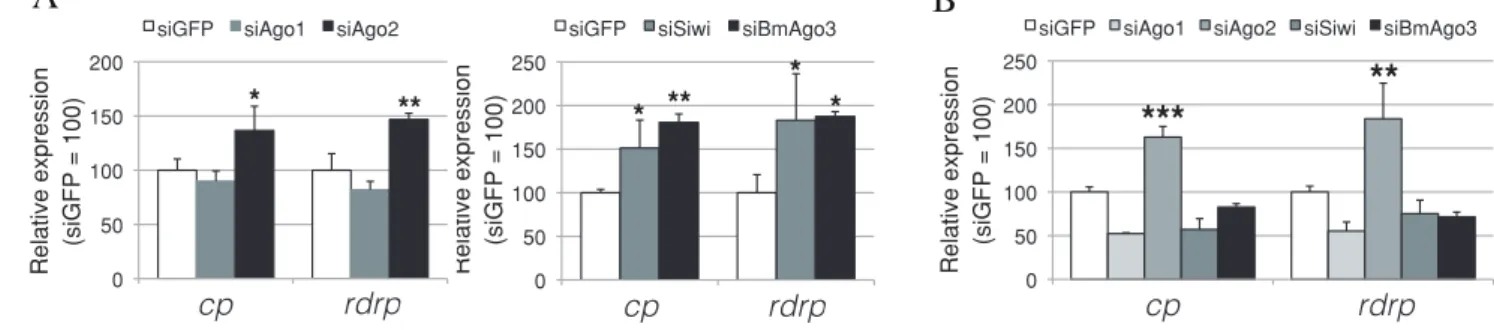 図 7  BmLV 感染細胞で発動される RNA サイレンシング経路 21）