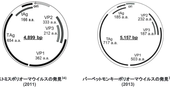 図 3  ザンビアで検出した新規ポリオーマウイルスのゲノム全長の図マストミスポリオーマウイルスの発見34)