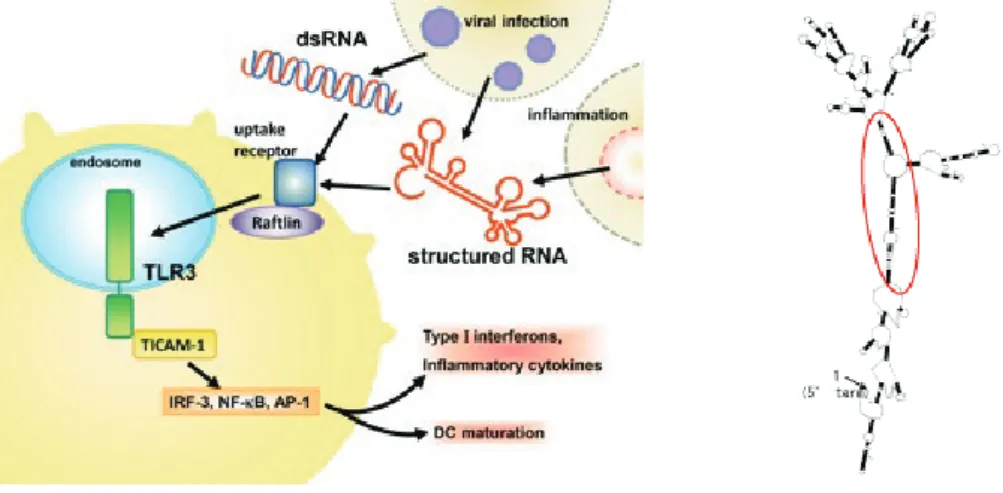 図 3A.  ウイルス RNA による非感染樹状細胞の成熟化 .  PV での例証．PV 感染した細胞は構造 RNA  ( 本文参照 ) を遊離して液 相で樹状細胞に取り込まれエンドソームに局在する TLR3 と遭遇する．この樹状細胞に感染は及ばないが TLR3 を介した成熟 化は起きる．この経路に Raftlin,  TICAM-1 が関与することが KO マウスで確認された．ウイルス RNA は完全２重鎖の複製産 物を作らなくても TLR3 活性化を起こせる．また，TLR3 は cap 構造に関わり無く
