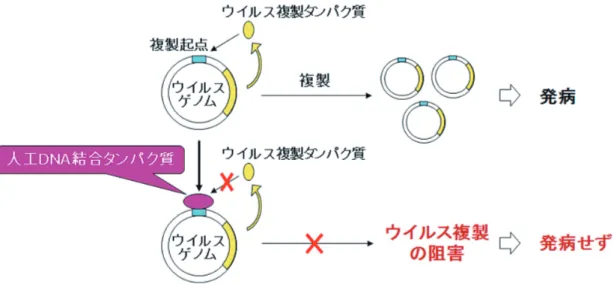 図 1 ． 人工 DNA 結合タンパク質を用いた DNA ウイルス複製の阻害．人工 DNA 結合タンパク質により，ウイルスゲノム上の複製起 点へのウイルス複製タンパク質の結合を阻害することにより，ウイルス複製を阻害する．