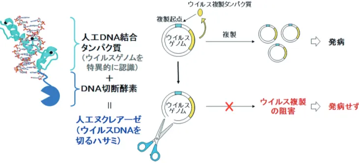 図 5 ． 人工ヌクレアーゼを用いた DNA ウイルス複製の阻害．ウイルスゲノムを特異的に認識する人工 DNA 結合タンパク質に DNA 切断酵素を融合した人工ヌクレアーゼを用いてウイルスゲノムを特異的に切断することにより，ウイルス複製を阻害する．図 では省略しているが，人工ヌクレアーゼには核移行シグナルを連結してある．この人工ヌクレアーゼをタンパク質として導入 する場合には，図４に示してあるように，ヒト細胞膜透過ペプチドを融合させる．