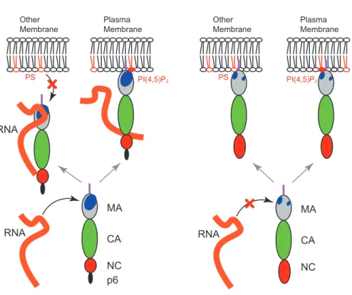 図 4   HIV-1 Gag と HTLV-1 Gag の膜結合に対する RNA の影響（作業仮説）