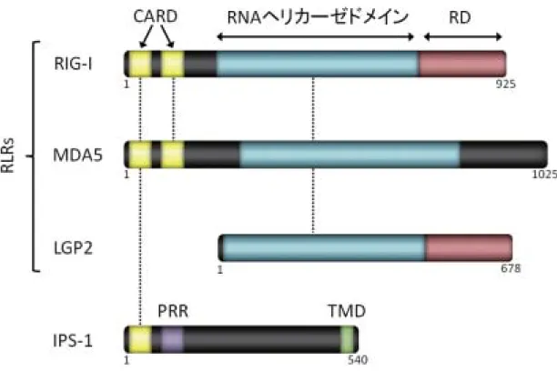 図 1 RIG-I ファミリー分子と IPS-1 のドメイン構造