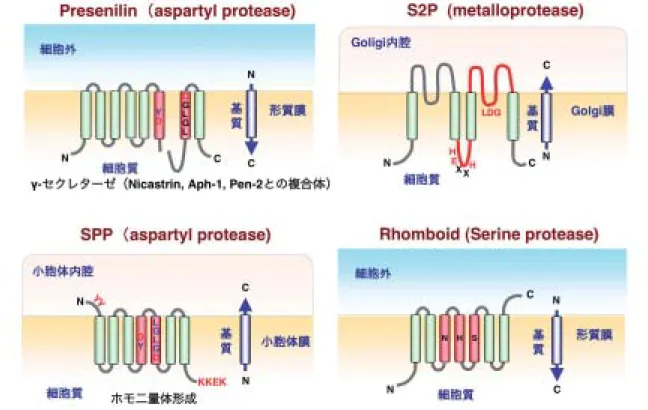 図 3 Intramembrane-cleaving proteases（I-CliP）の種類