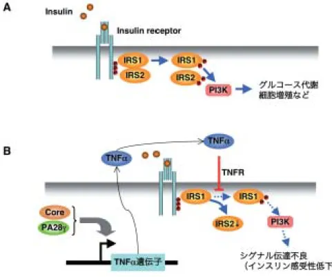 図 5 HCV コア蛋白質によるインスリン抵抗性獲得
