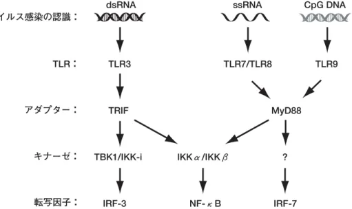 図 3 IFN誘導へ至るTLRを介したシグナル経路TRIF MyD88 TLR3TLR7/TLR8 TLR9 TLR： アダプター： ウイルス感染の認識： キナーゼ： 転写因子： 