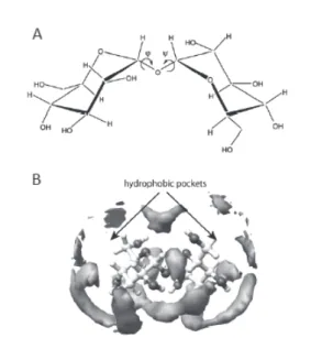 Fig. 1. A: Chemical structure of trehalose,    B: Hydration structure of trehalose. 